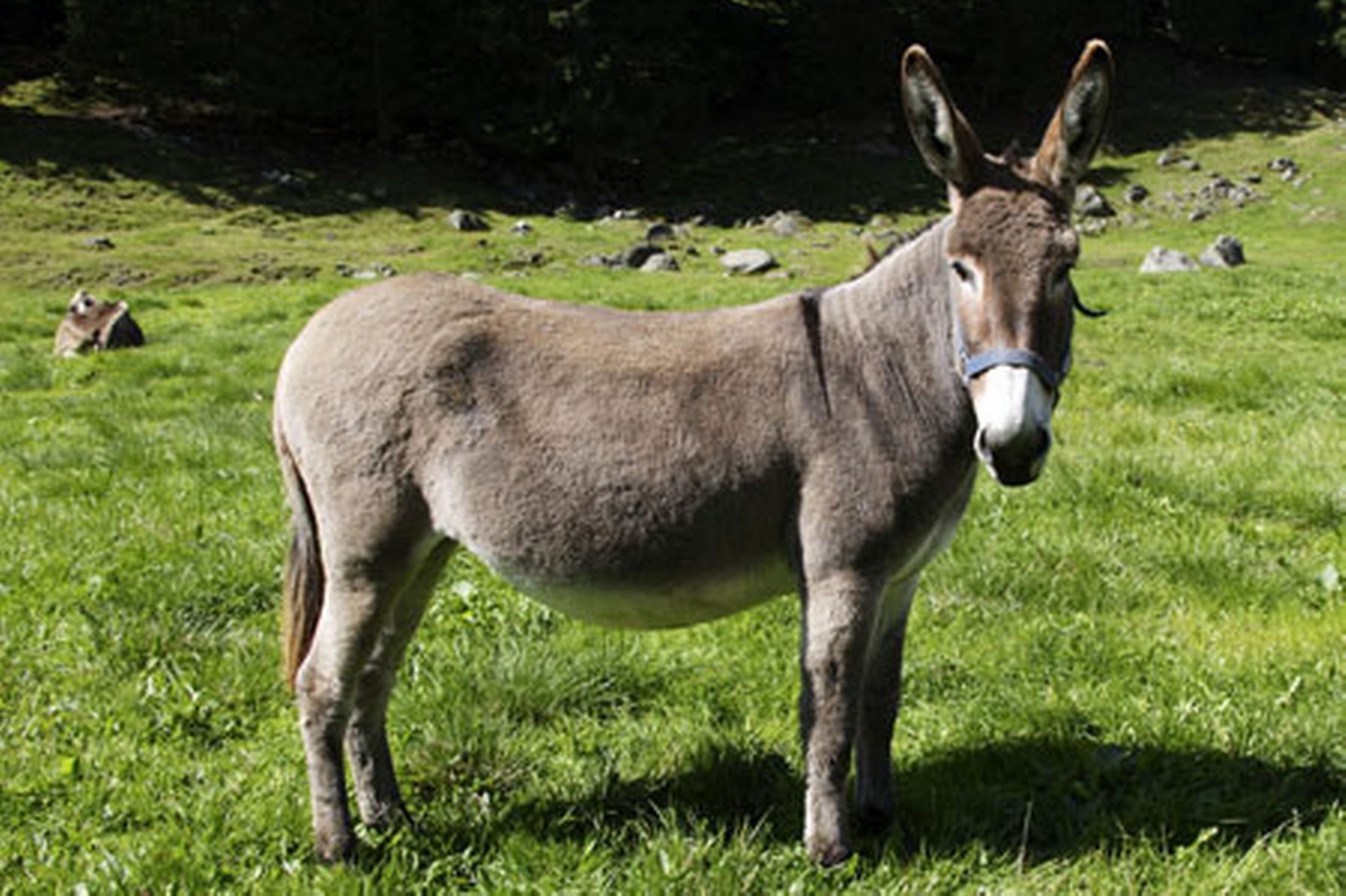 Nice Donkey