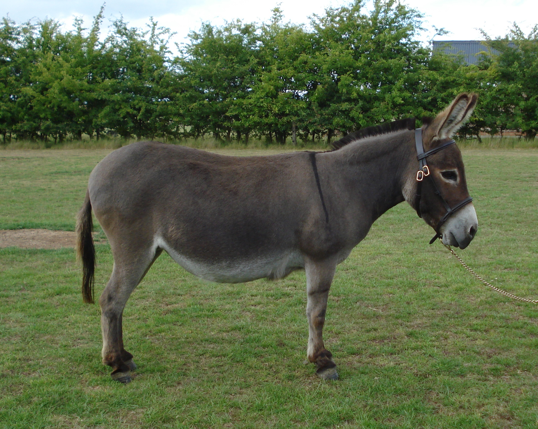 Photo Donkey