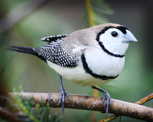 Double-barred finch