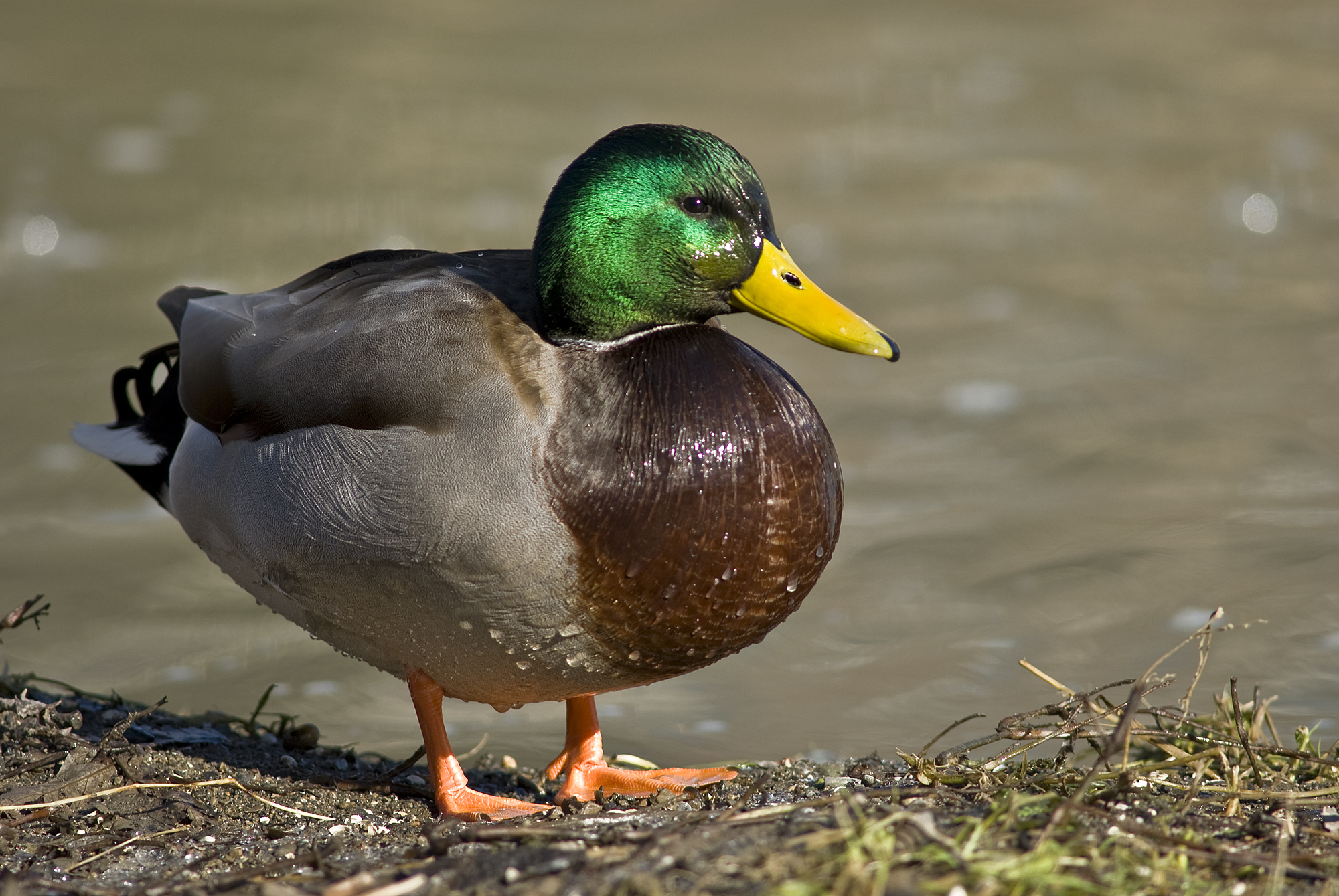 Cool Duck