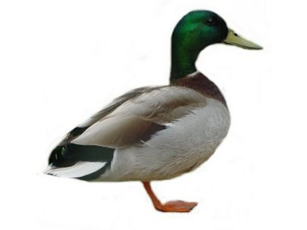 Pretty Duck
