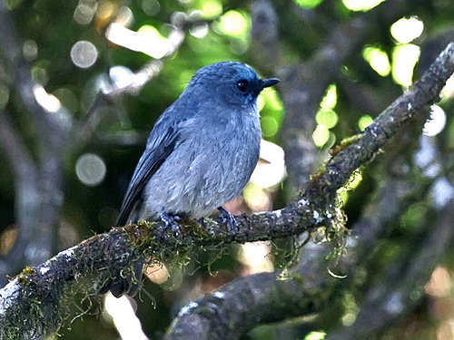 Pretty Dull-blue flycatcher
