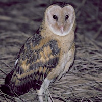 Pretty Eastern grass owl