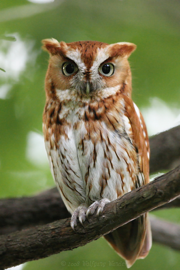 Pretty Eastern screech-owl