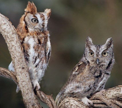 Pretty Eastern screech-owl
