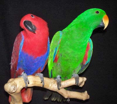 Pretty Eclectus parrot