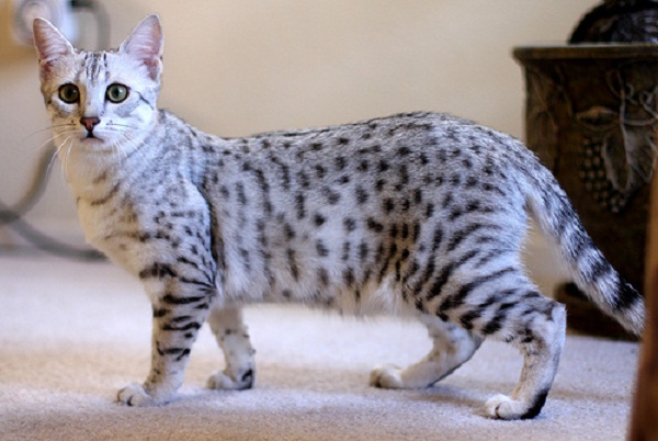 Egyptian Mau - Cat Breed