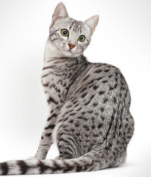 Cool Egyptian Mau - Cat Breed
