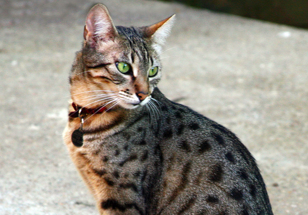 Pretty Egyptian Mau - Cat Breed