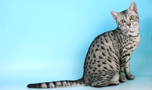 Cute Egyptian Mau - Cat Breed
