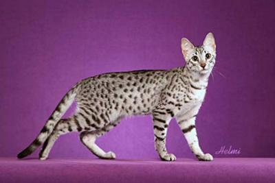 Wallpaper Egyptian Mau - Cat Breed