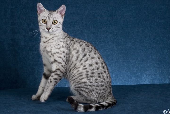 Photo Egyptian Mau - Cat Breed