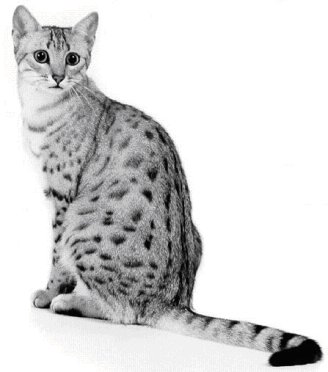 Egyptian Mau - Cat Breed photo 