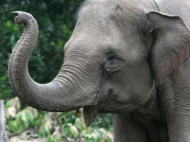 Photo Elephant