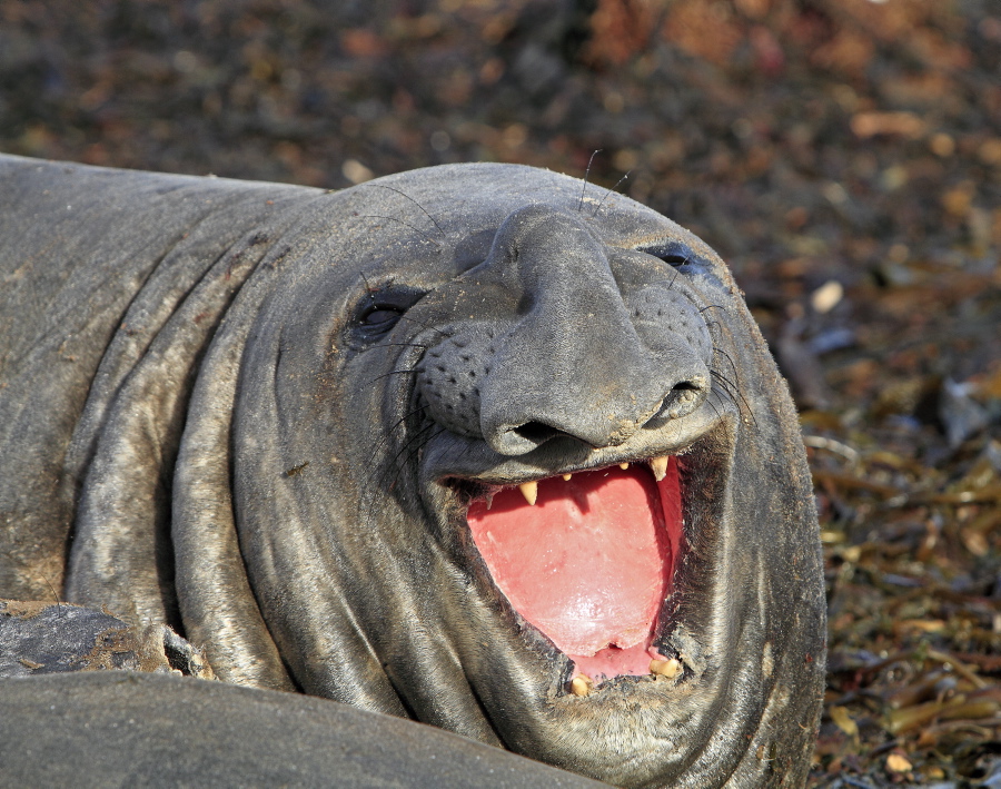 Photo Elephant seal