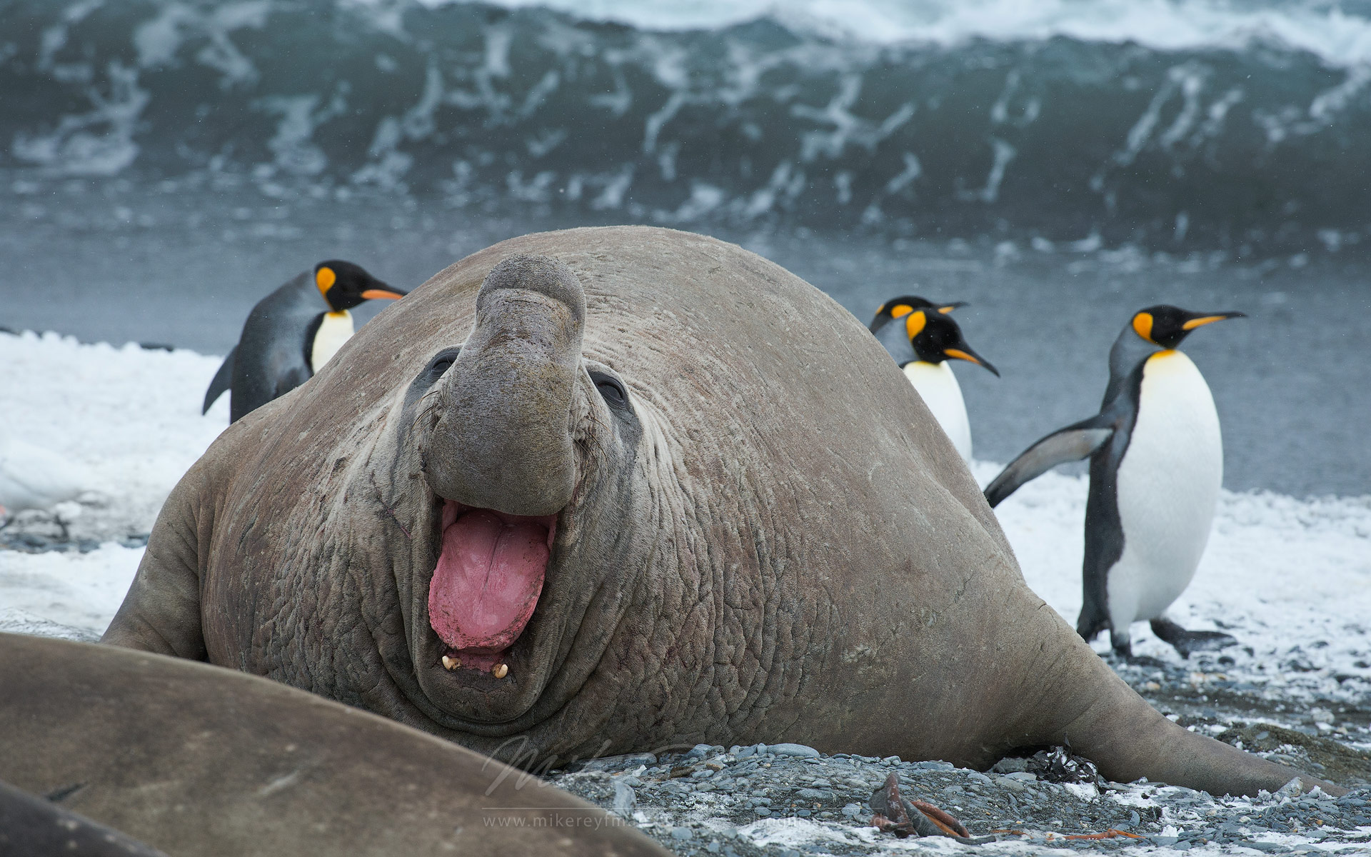 Elephant seal photo 
