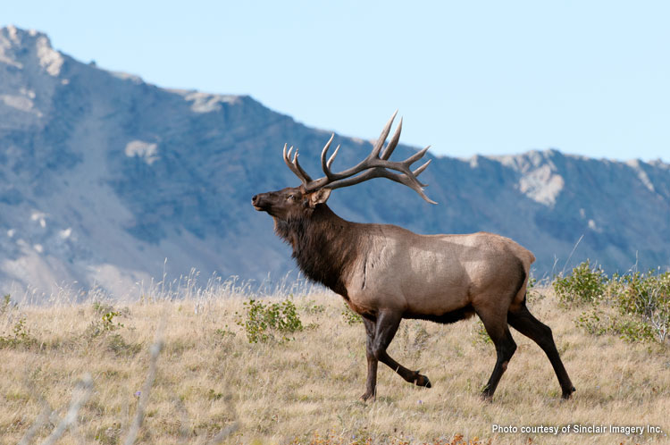 Elk photo 