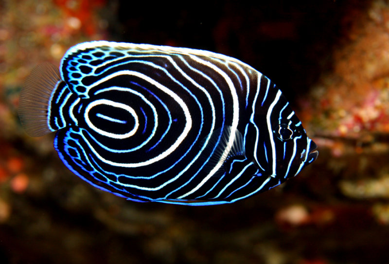 Pretty Emperor angelfish