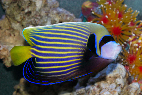 Pretty Emperor angelfish