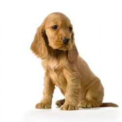 English Cocker Spaniel - Dog Breed