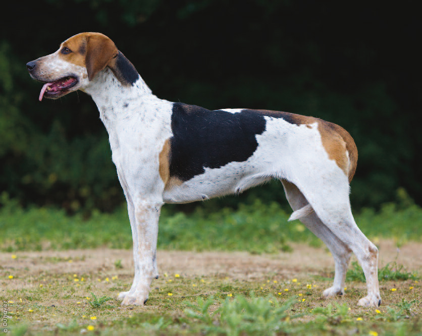 English Foxhound - Dog Breed