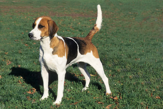 Cool English Foxhound - Dog Breed