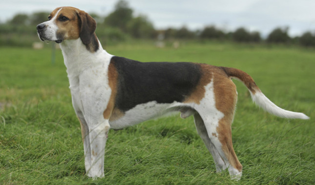 Cute English Foxhound - Dog Breed