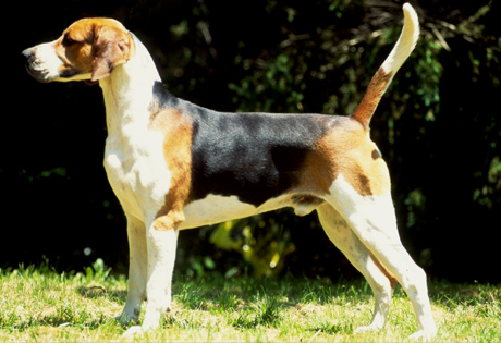 English Foxhound - Dog Breed photo 