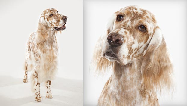Wallpaper English Setter - Dog Breed