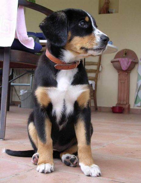 Cute Entlebucher Mountain Dog - Dog Breed