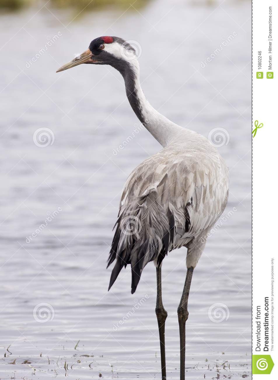 Pretty Eurasian crane
