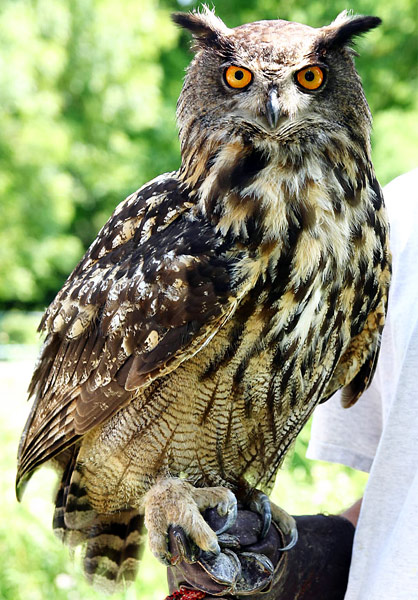 Pretty Eurasian eagle-owl