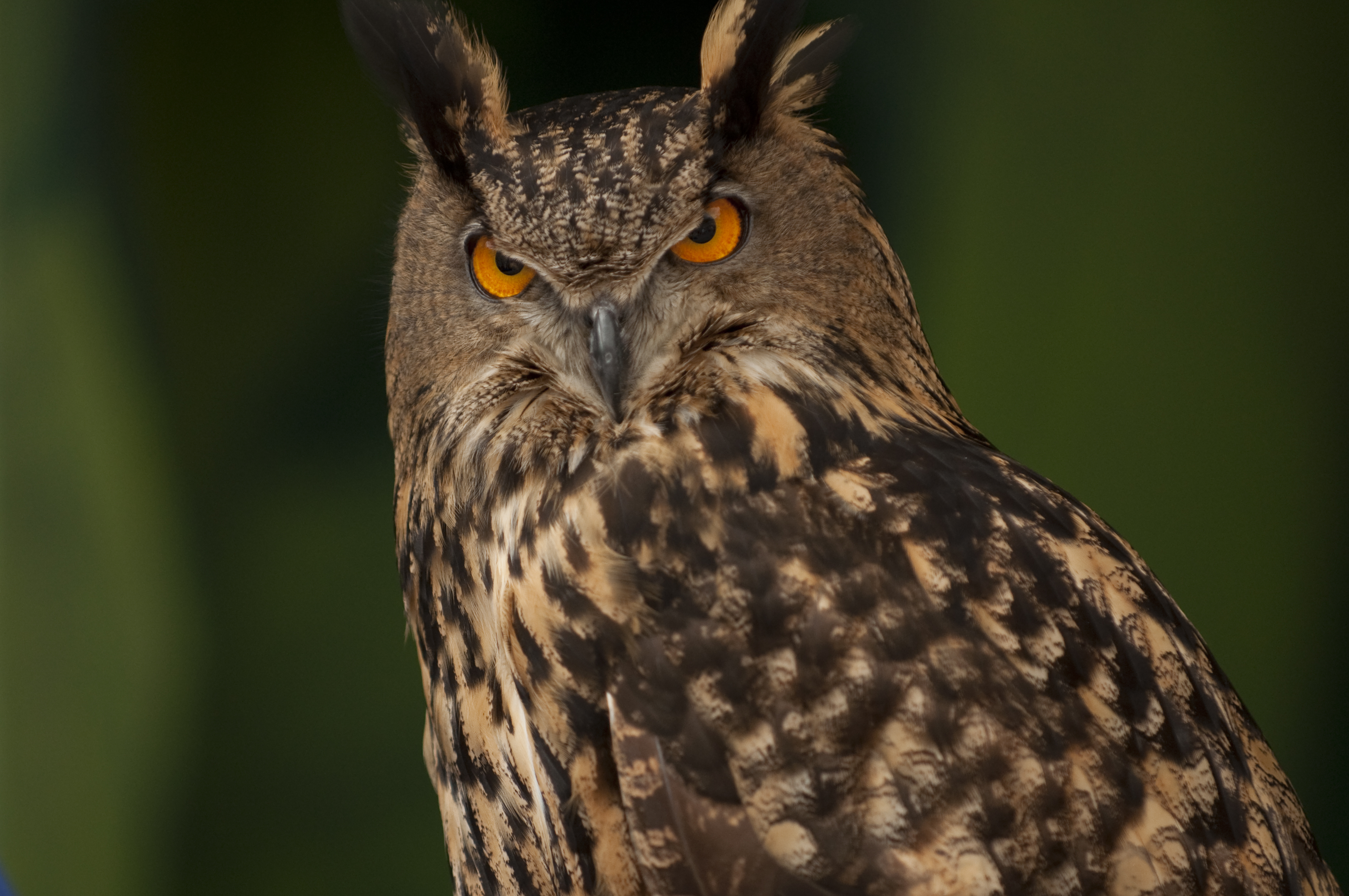 Pretty Eurasian eagle-owl