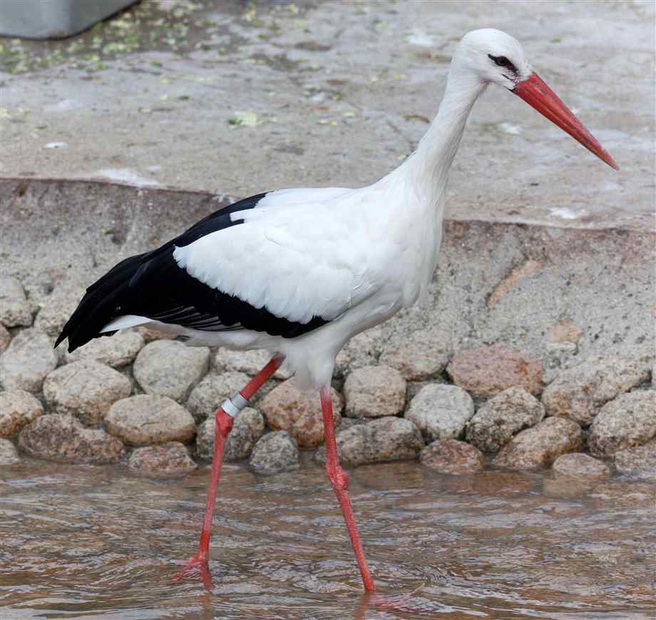 Pretty European white stork