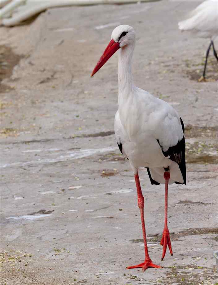 Pretty European white stork