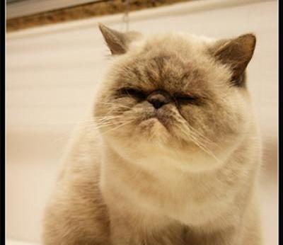 Cool Exotic Shorthair - Dog Breed
