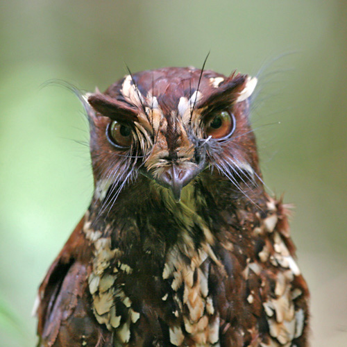 Feline owlet-nightjar