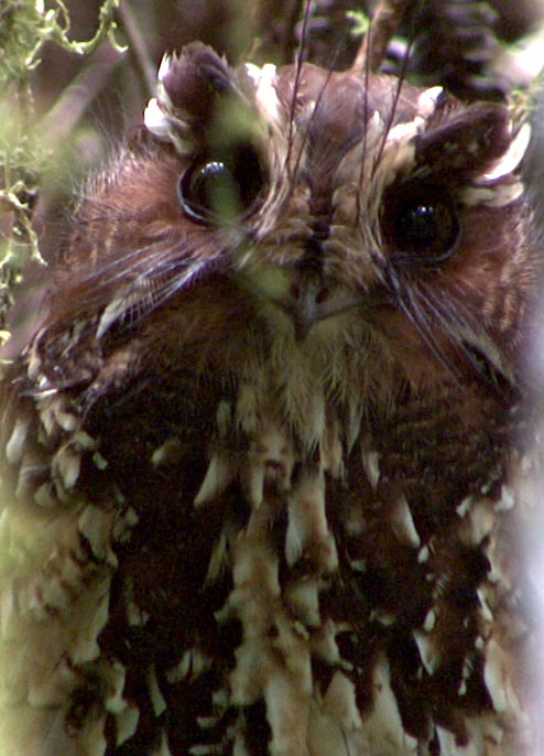 Pretty Feline owlet-nightjar
