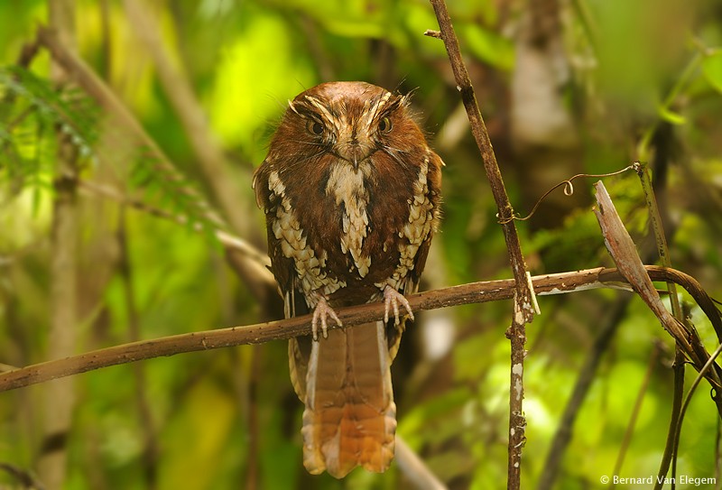 Pretty Feline owlet-nightjar