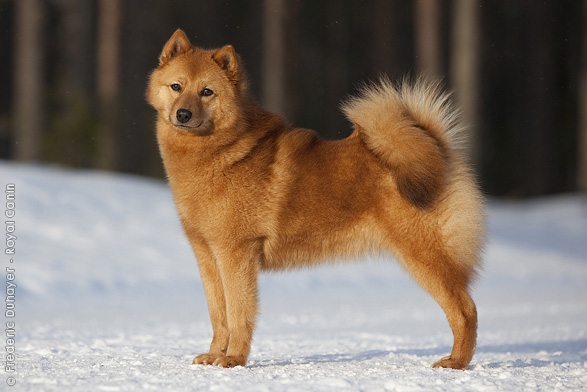 Photo Finnish Spitz - Dog Breed