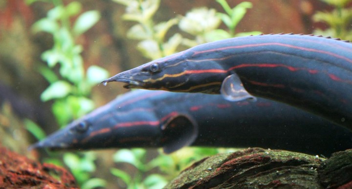 Pretty Fire eel