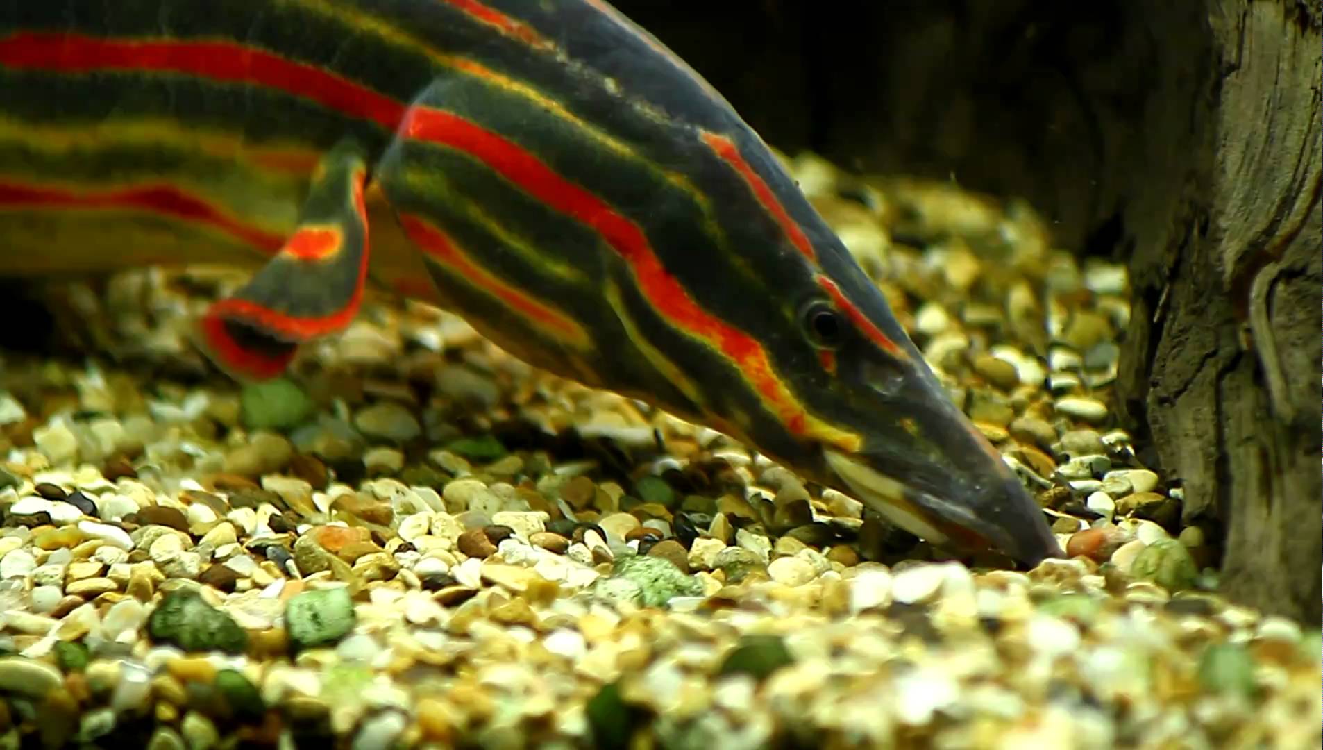 Pretty Fire eel