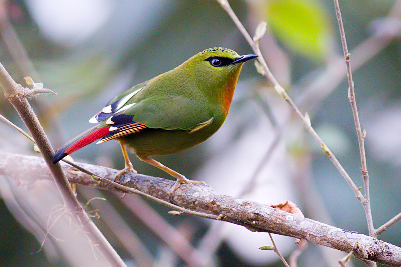 Fire-tailed myzornis