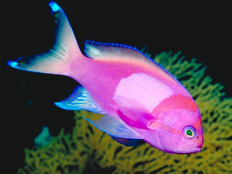 Fish photo 
