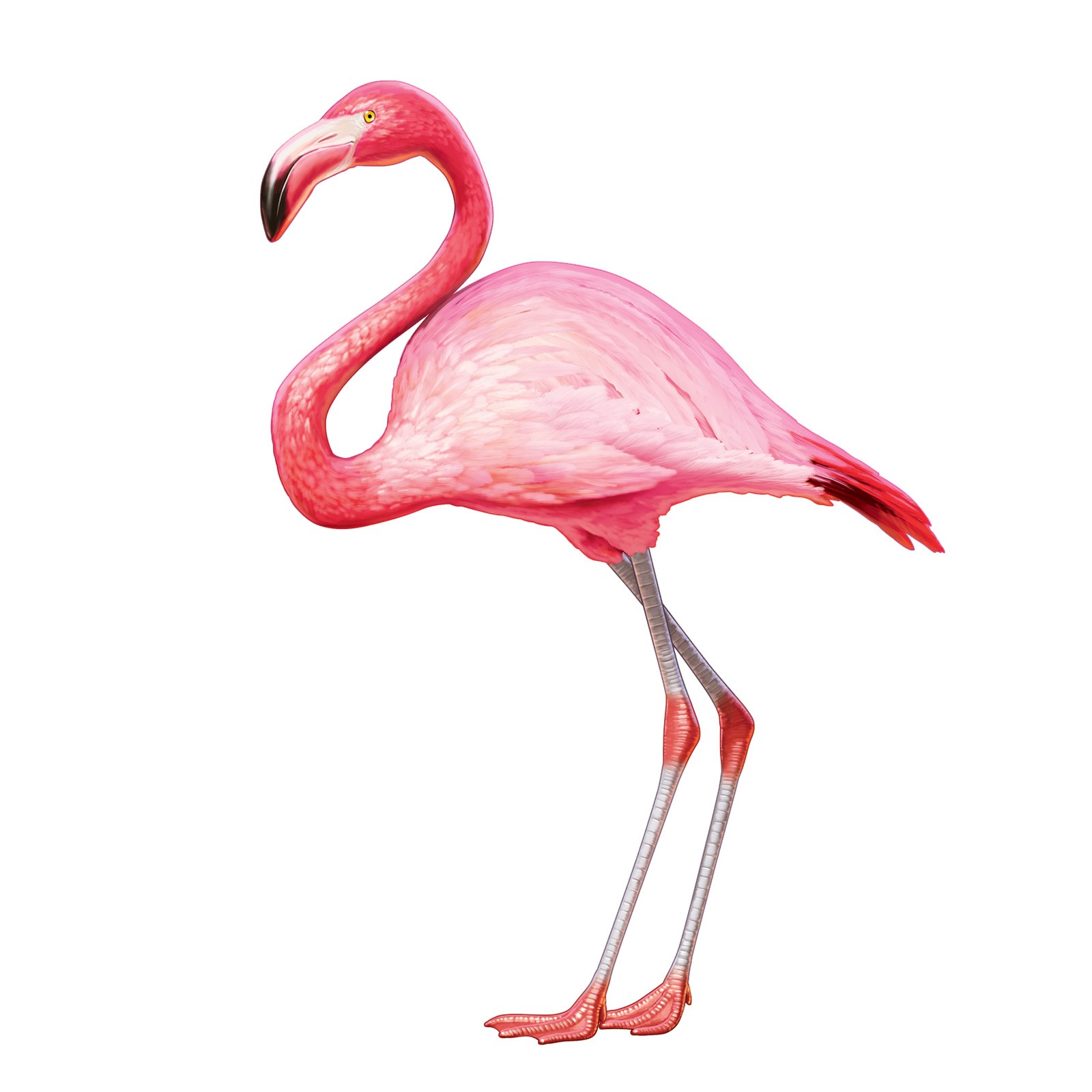 Nice Flamingo