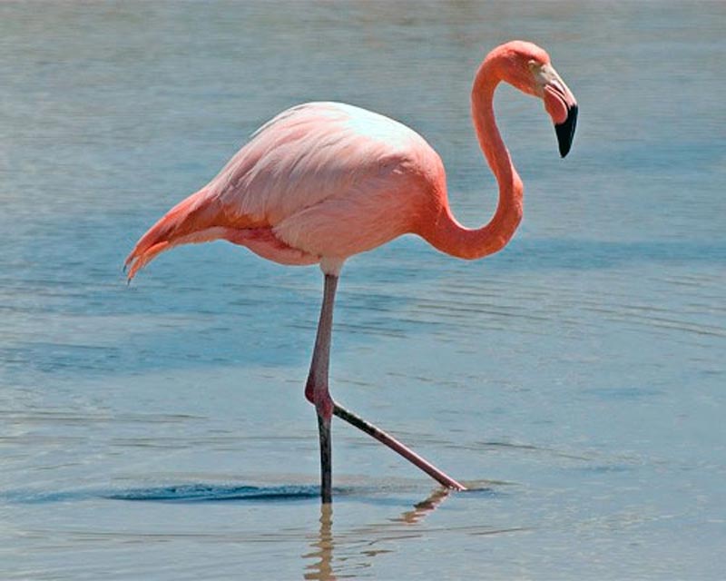 Pretty Flamingo
