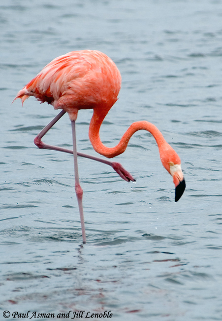 Wallpaper Flamingo