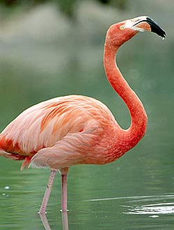 Flamingo photo 