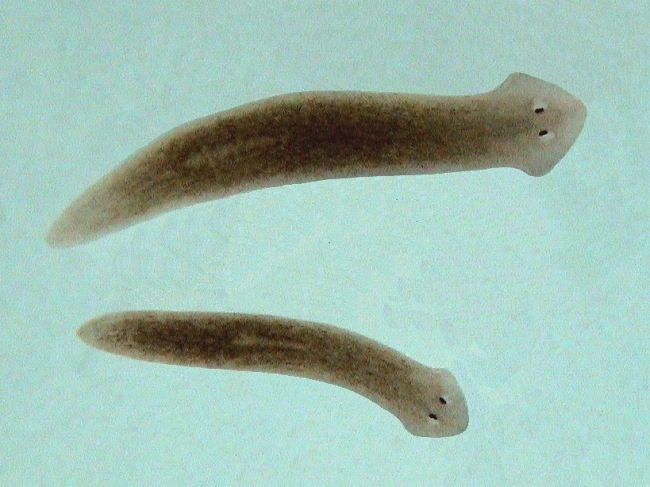 Cute Flatworms
