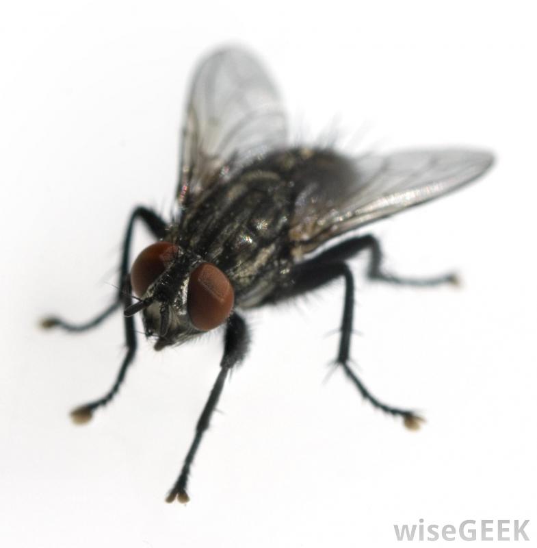 Nice Fly